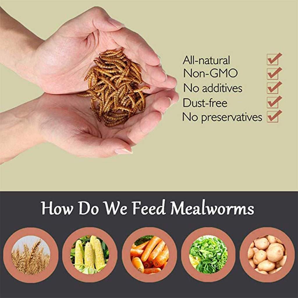 20 LBS Non-GMO Dried Mealworms D620458