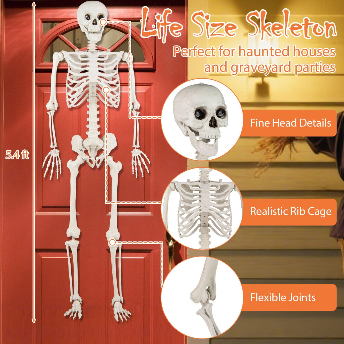 Life Size Posable Skeleton with Movable Joints S919